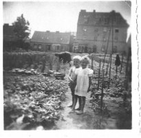 W ogrodzie pana Kellermana przy ul.Buczka. W tle budynek gdzie był sklep ( przy ul.Majewskiego), w którym sprzedawała p.Czajkowska.Niski budynek obok jest wyburzony.Dzieci to Magdzia i Marian Miotk